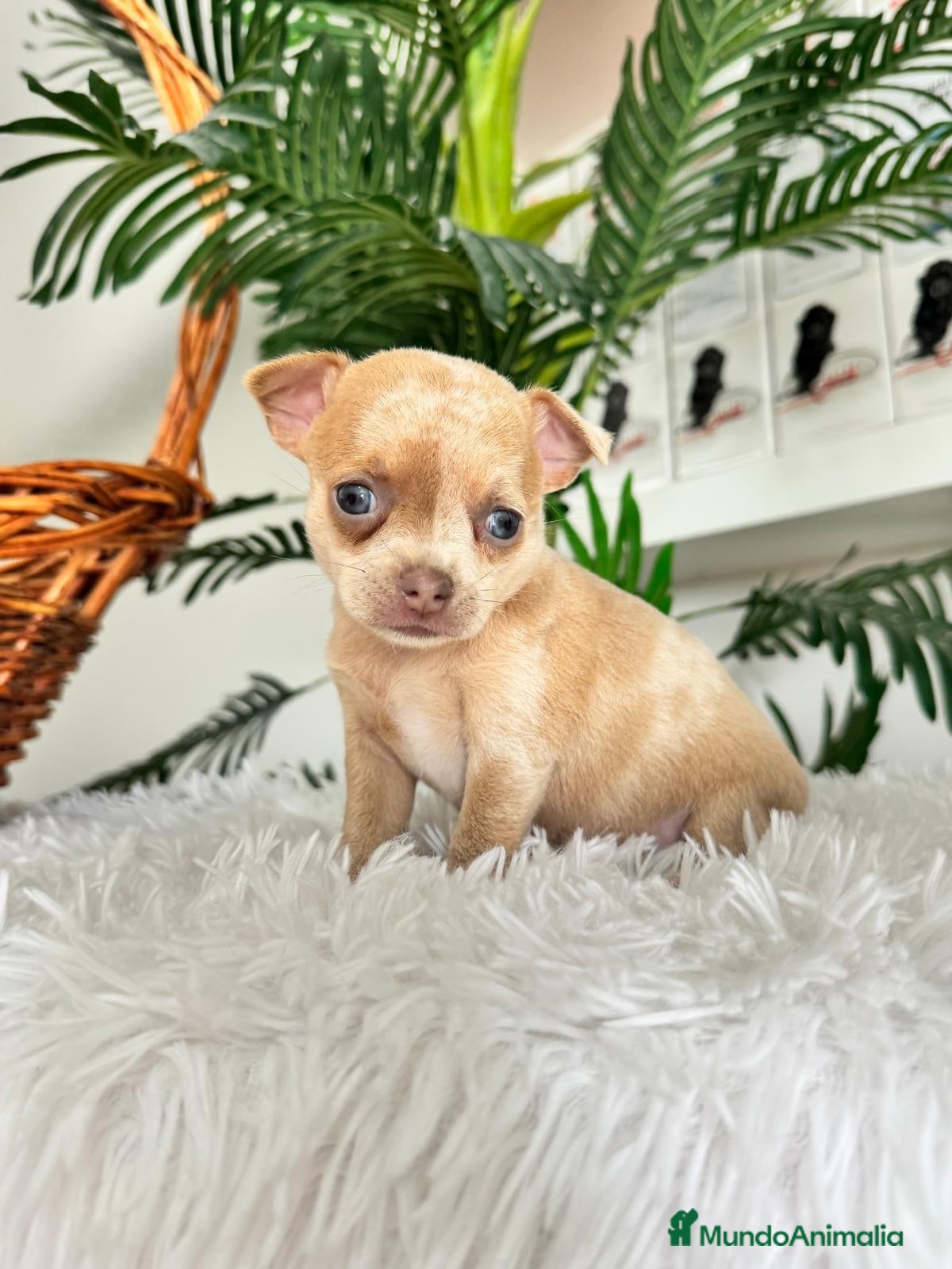 Chihuahua perros CHIHUAHUA  - Anuncio 1