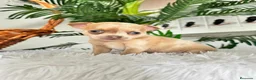 Chihuahua perros en venta: CHIHUAHUA  - Anuncio 1