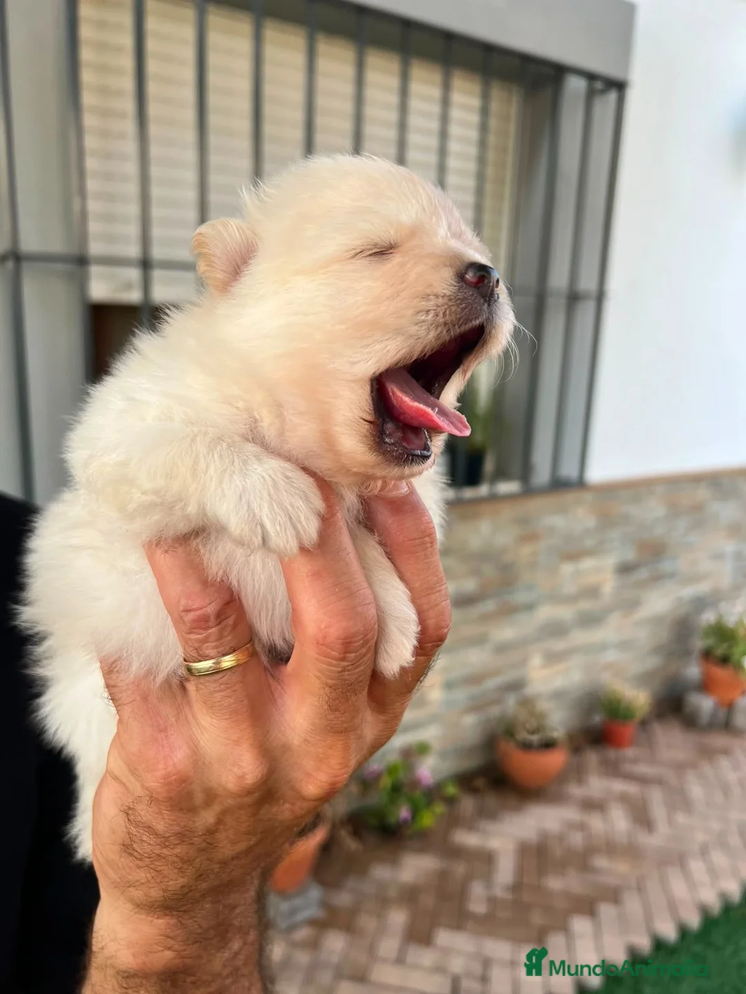 Pomerania perros en venta: Lulú pomerania toy  - Anuncio 2