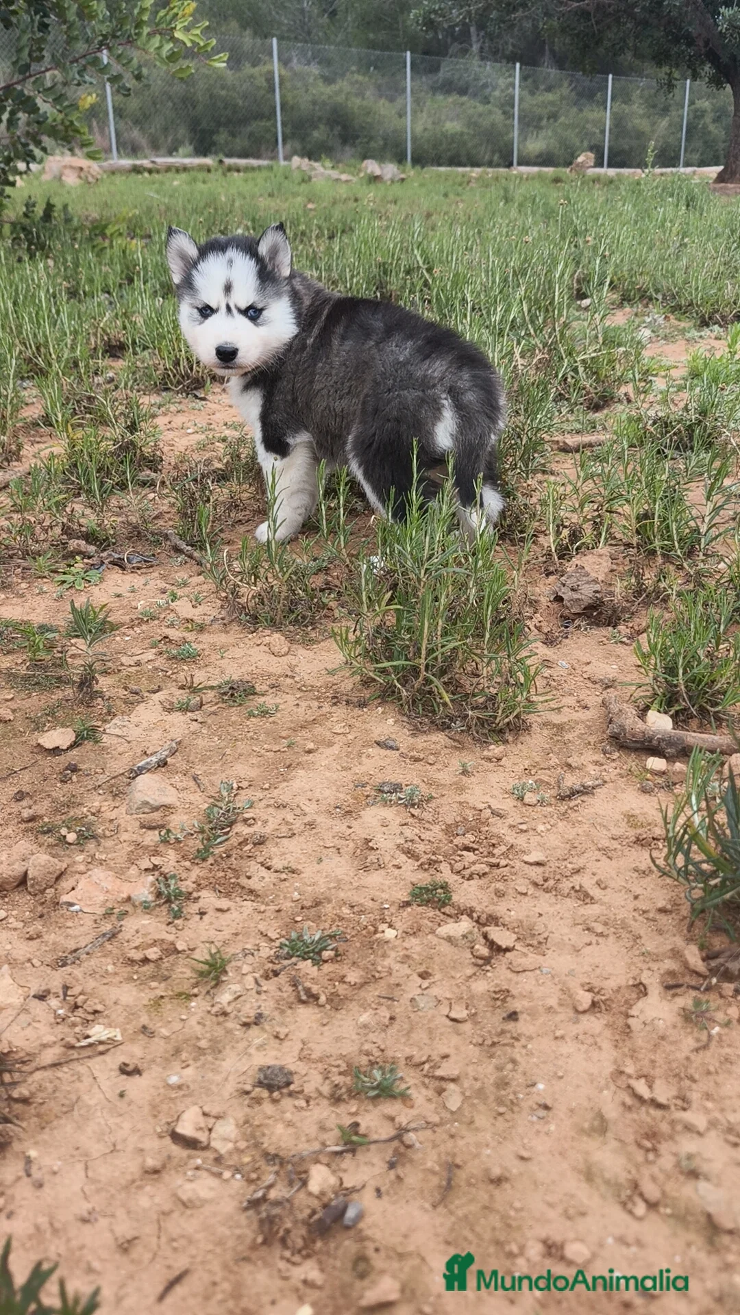 Husky Siberiano perros en venta: Husky SIBERIANO Macho y Hembra  - Anuncio 5