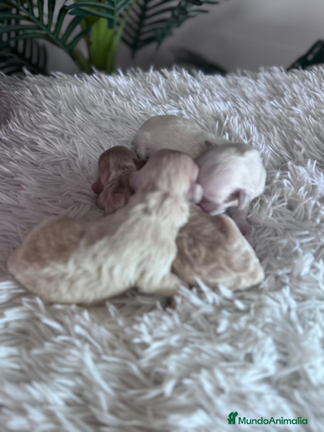 Maltipoo perros en venta: MALTIPOO - Anuncio 11