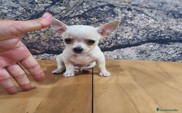 Chihuahua perros - Propaganda 3