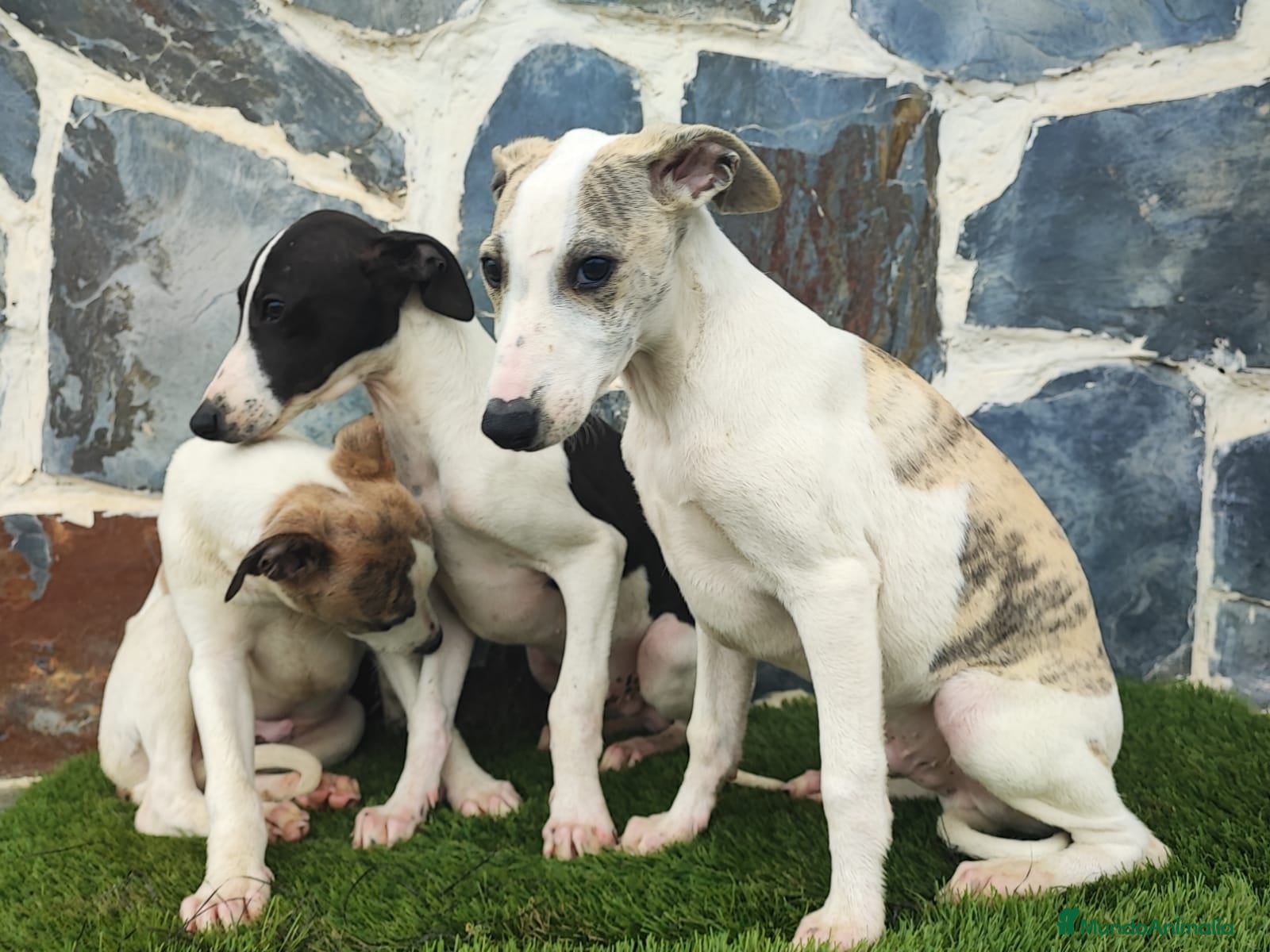 Whippet perros WHIPPET MACHO - Anuncio 6