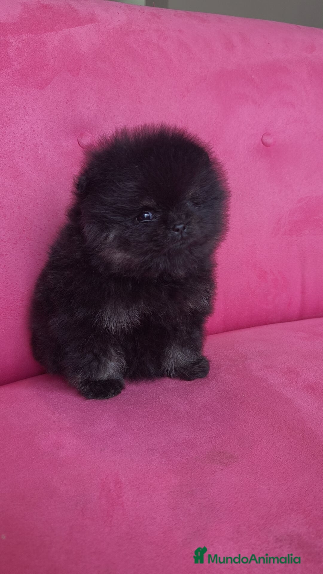 Pomerania perros en venta: Lulú Pomerania hembras  - Anuncio 2