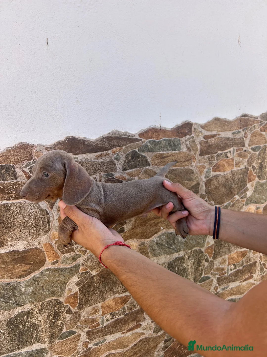 Teckel Miniatura perros en venta: teckel isabela  - Anuncio 5