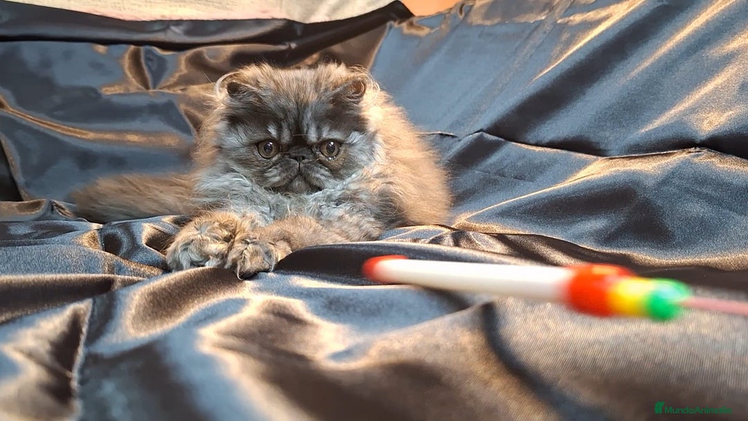 Persa gatos en venta: Precioso Gatito Persa - Anuncio 3