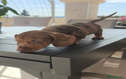 Teckel Miniatura perros en venta: Teckel mini exóticos, arlequín, pielbad, chocolate - Imagen 3