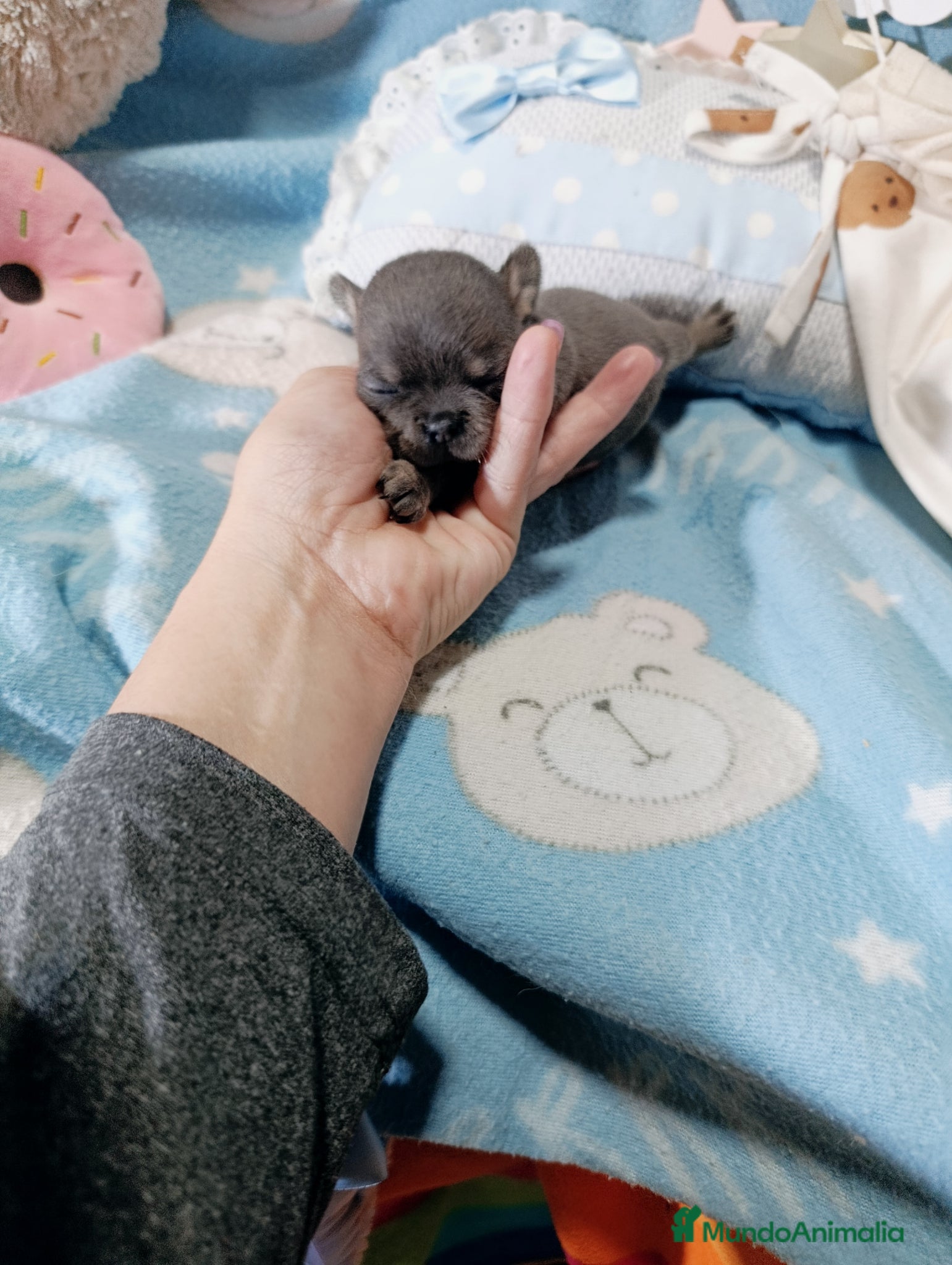 Chihuahua perros ‼️PRECIOSA CAMADA DE CHIHUAHUAS TAMAÑO MINI  - Anuncio 32