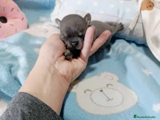 Chihuahua perros ‼️PRECIOSA CAMADA DE CHIHUAHUAS TAMAÑO MINI - Anuncio 32