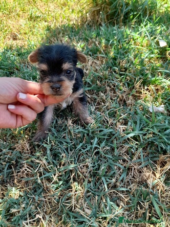 Yorkshire Terrier perros Yorkshire miniaturas en Badajoz - Anuncio 20