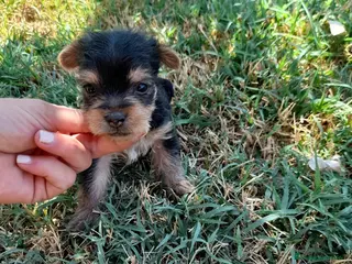 Yorkshire Terrier perros Yorkshire miniaturas en Badajoz - Anuncio 32