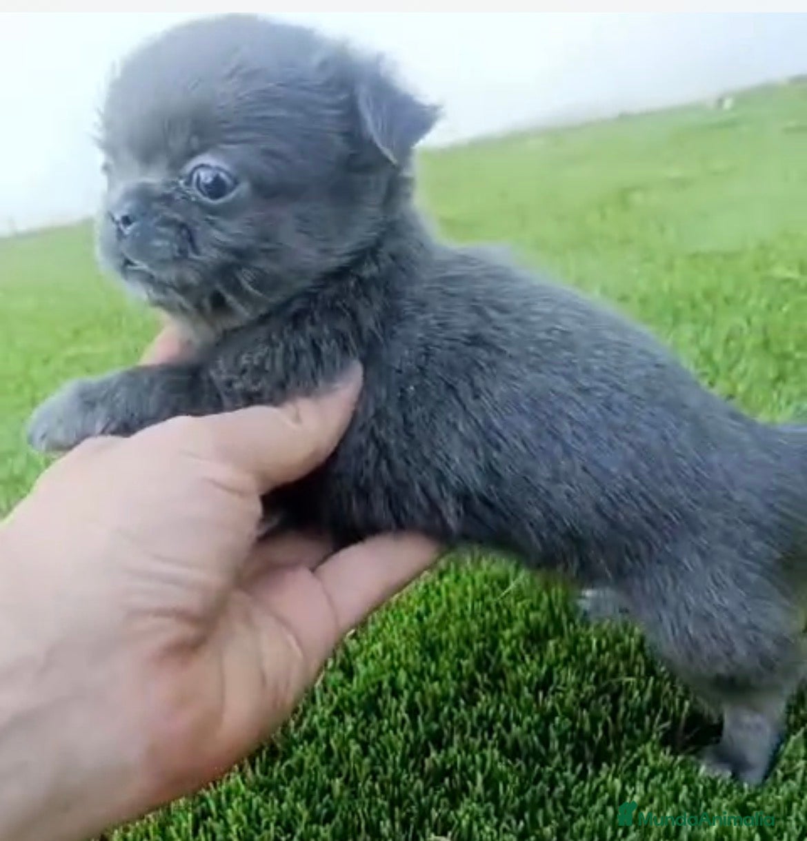 Chihuahua perros Chihuhua macho pelo largo  - Anuncio 1