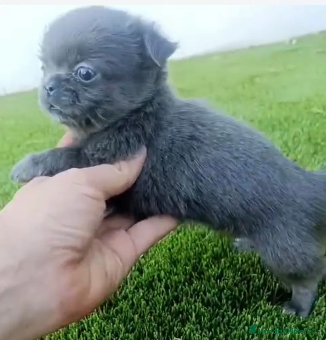 Chihuahua perros en venta: Chihuhua macho pelo largo  - Anuncio 1