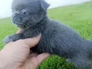 Chihuahua perros Chihuhua macho pelo largo - Anuncio 1