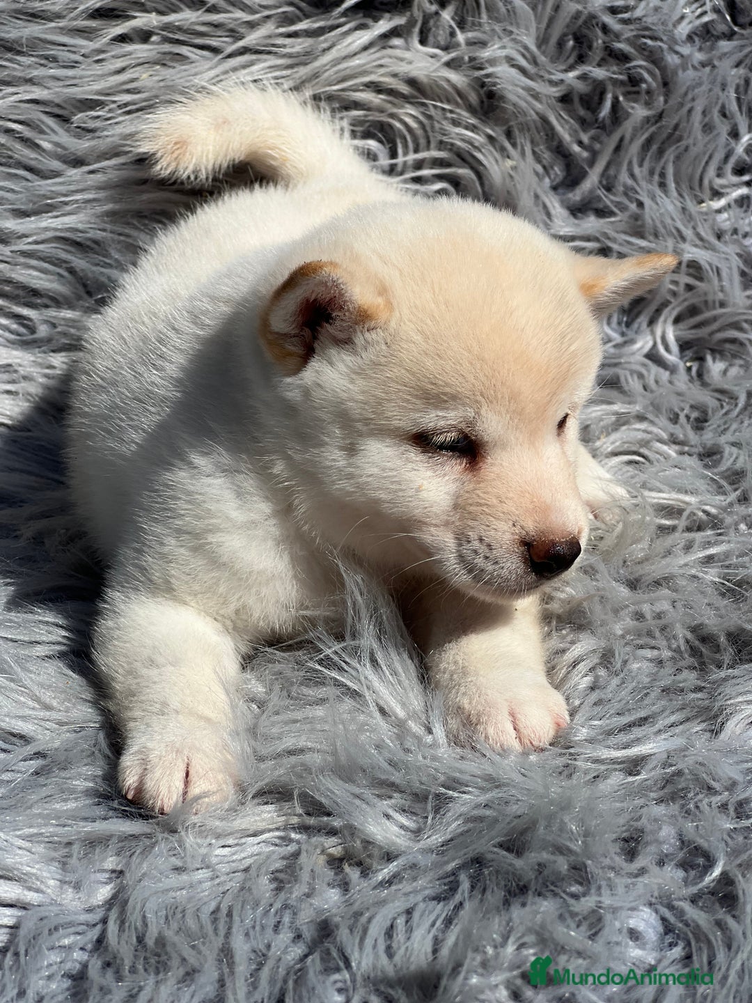 Shiba Inu perros en venta: Shiba inu blanco  - Imagen 3