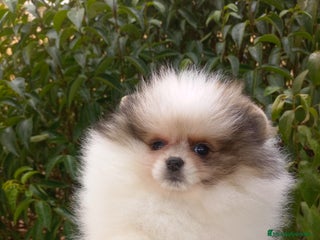 Pomerania perros - Anuncio 4