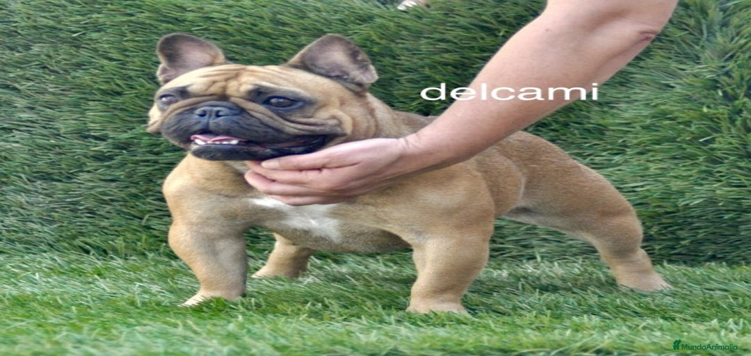 Imagen de galería {{count}}