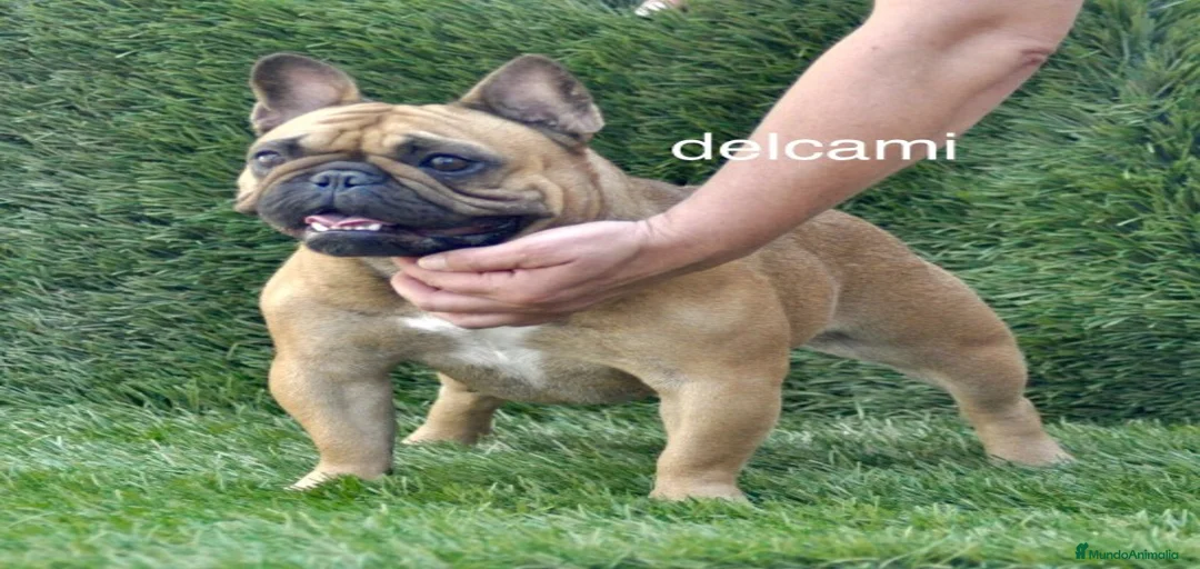 Imagen de galería {{count}}