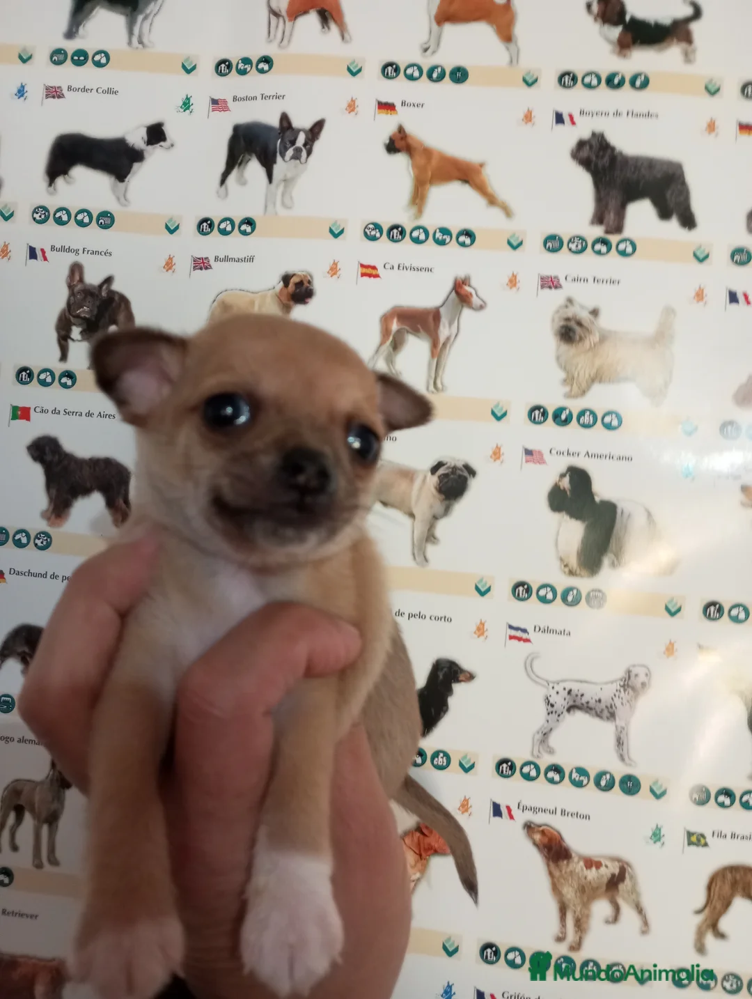Chihuahua perros en venta: Chihuahua toy - Anuncio 2