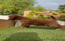 Caniche Toy perros en venta: CANICHE TOY MACHO - Imagen 13
