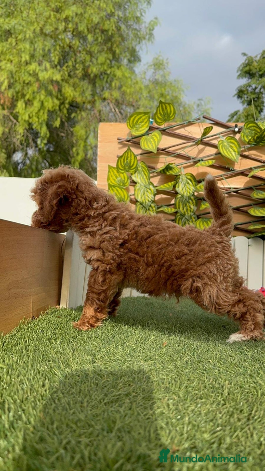 Caniche Toy perros en venta: CANICHE TOY MACHO - Imagen 13