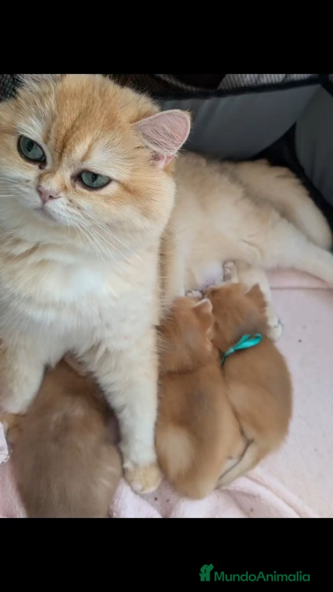 Británico de Pelo Corto gatos en venta: Preciosa niña british golden - Anuncio 1