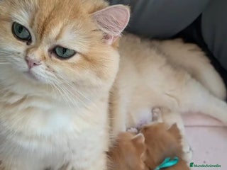 Británico de Pelo Corto gatos Preciosa niña british golden - Anuncio 2