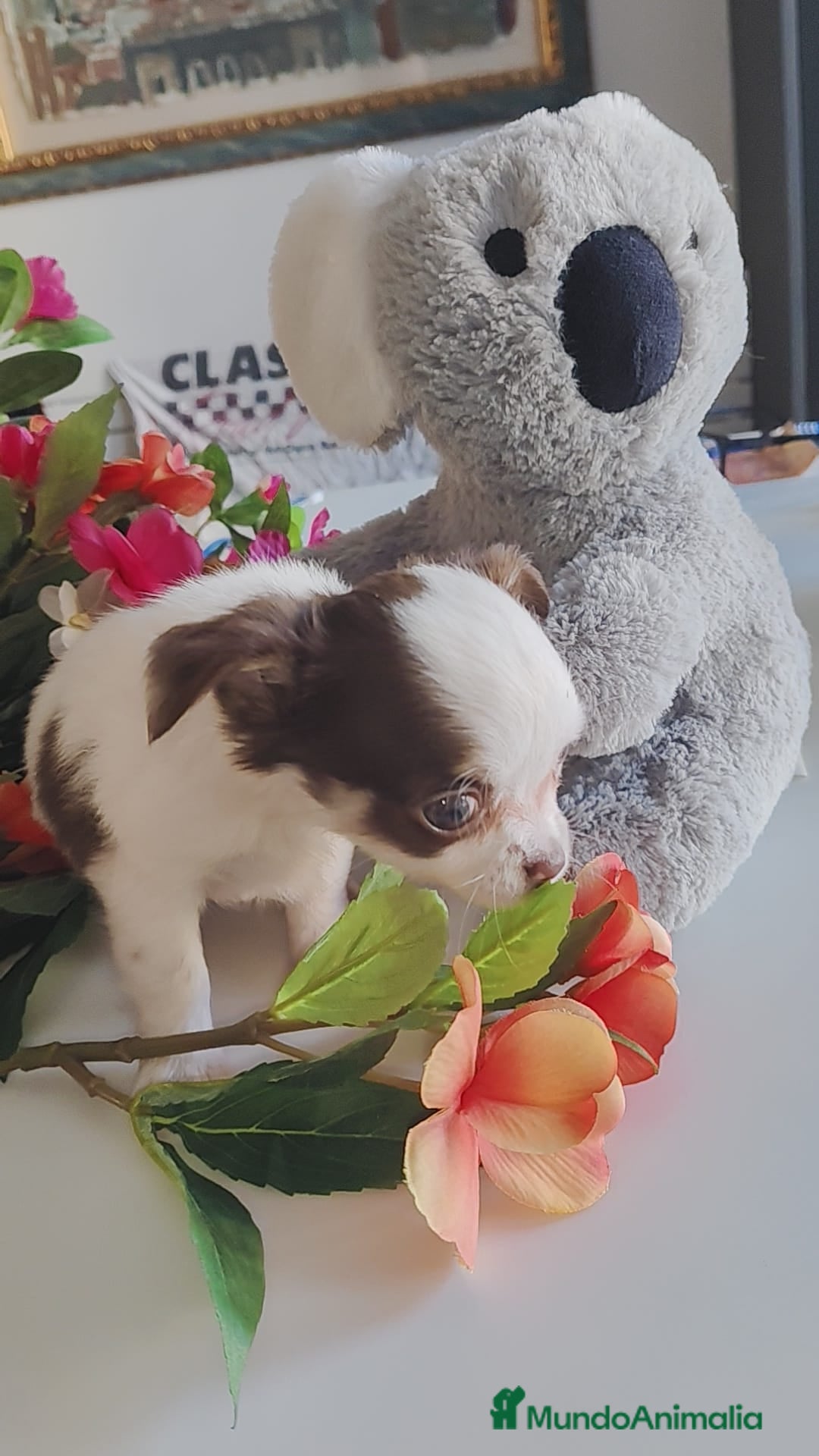 Chihuahua perros en venta: Hembra chihuahua pelo largo  - Anuncio 7