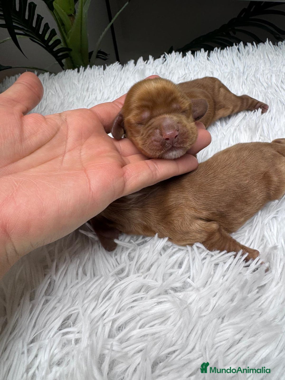 Cocker Spaniel Inglés perros en venta: COCKER SPANIEL INGLES - Anuncio 12