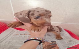 Teckel Miniatura perros en venta: CACHORROS DE TECKEL MINI  - Imagen 16