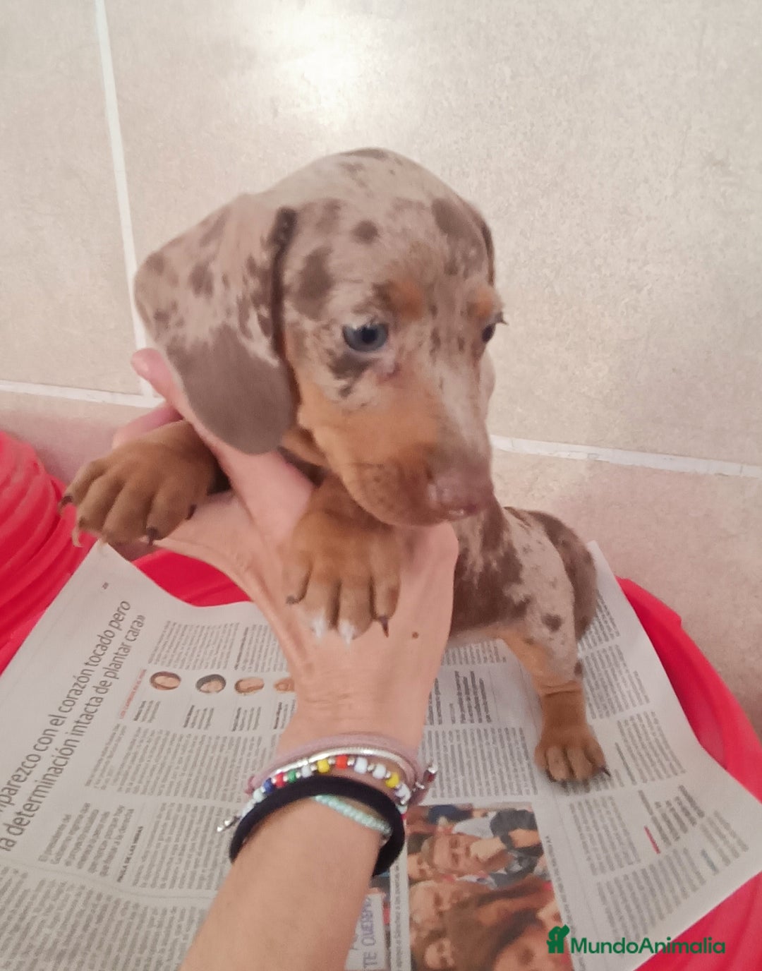 Teckel Miniatura perros en venta: CACHORROS DE TECKEL MINI  - Imagen 16