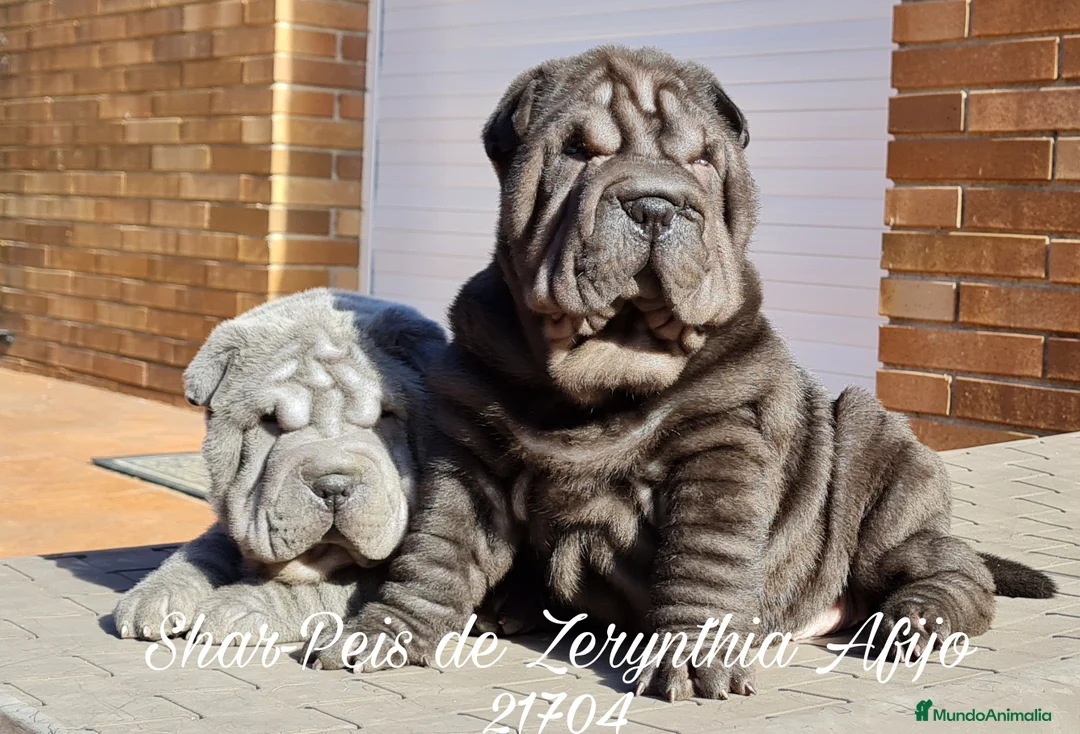 Imagen de galería {{count}}