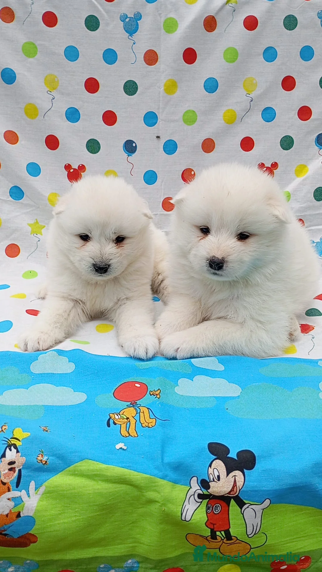 Samoyedo perros en venta: Samoyedos peluditos preciosas Hembras  - Anuncio 2