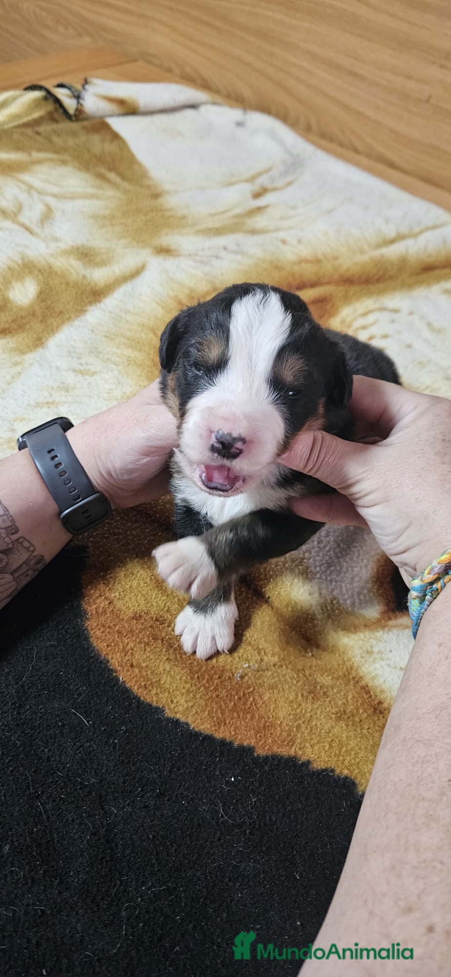 Boyero de Berna perros Boyeros de Berna bebes preciosos  - Anuncio 2