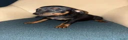Pinscher Miniatura perros en venta: Pinscher miniatura  - Anuncio 11
