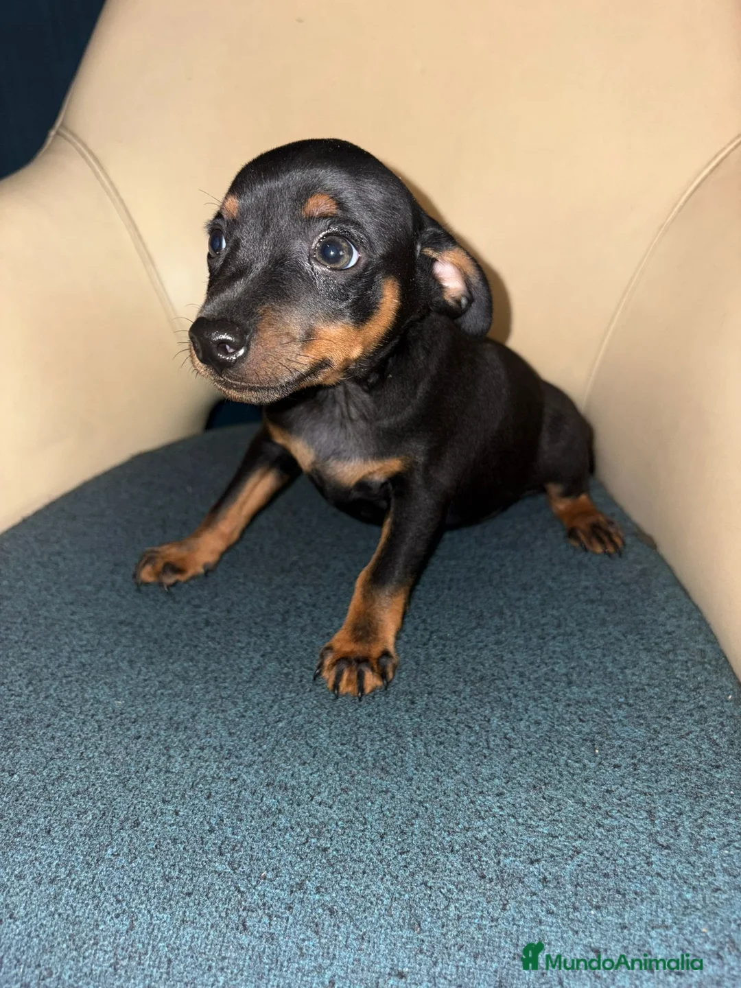 Pinscher Miniatura perros en venta: Pinscher miniatura  - Anuncio 11