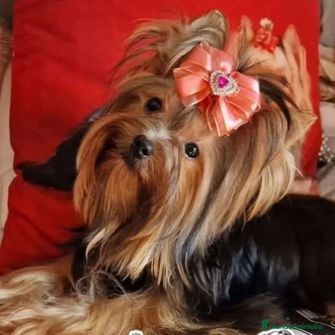 Yorkshire Terrier perros en venta: Yorkshire terrier - Anuncio 1
