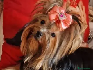 Yorkshire Terrier perros Yorkshire terrier - Anuncio 3