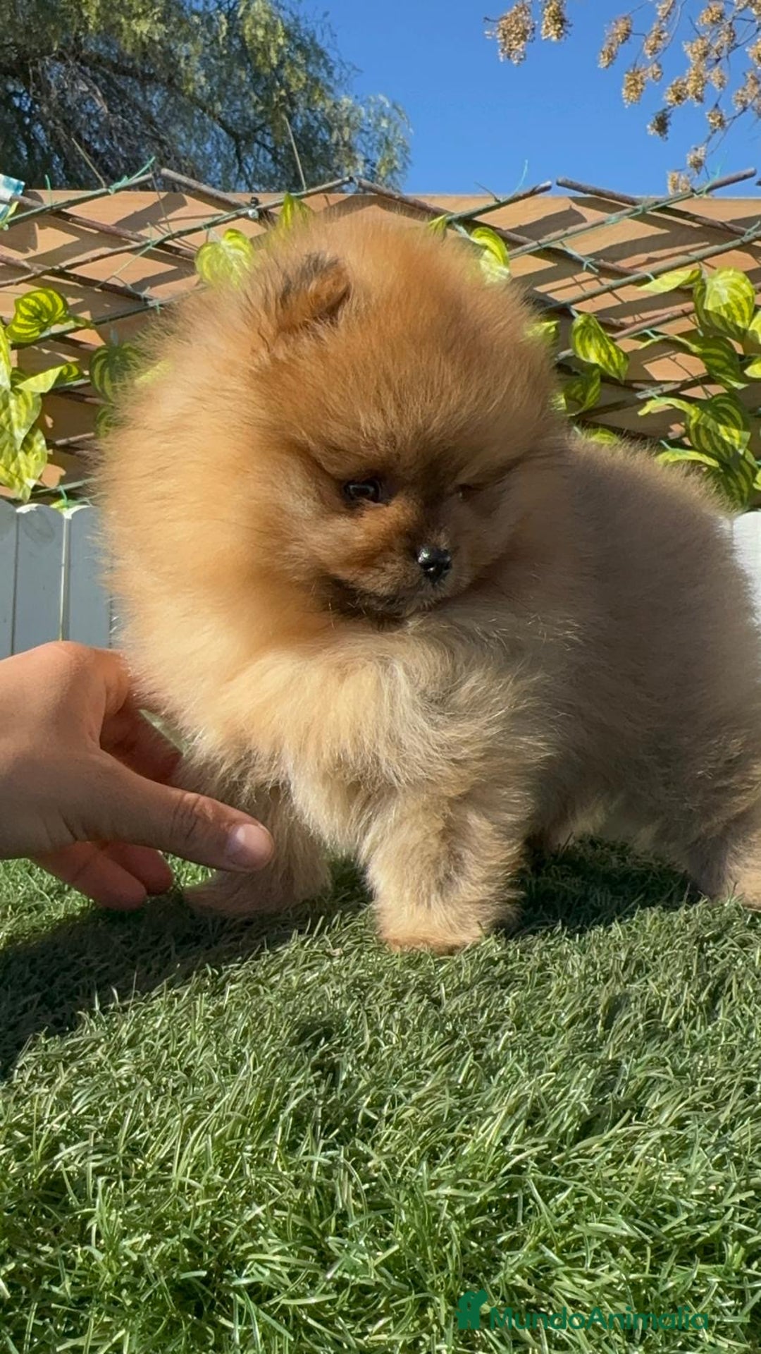Pomerania perros en venta: POMERANIA HEMBRA CARA DE OSO - Anuncio 8