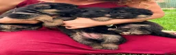 Pastor Alemán perros en venta: Espectacular cachorro de pastor alemán  - Anuncio 5