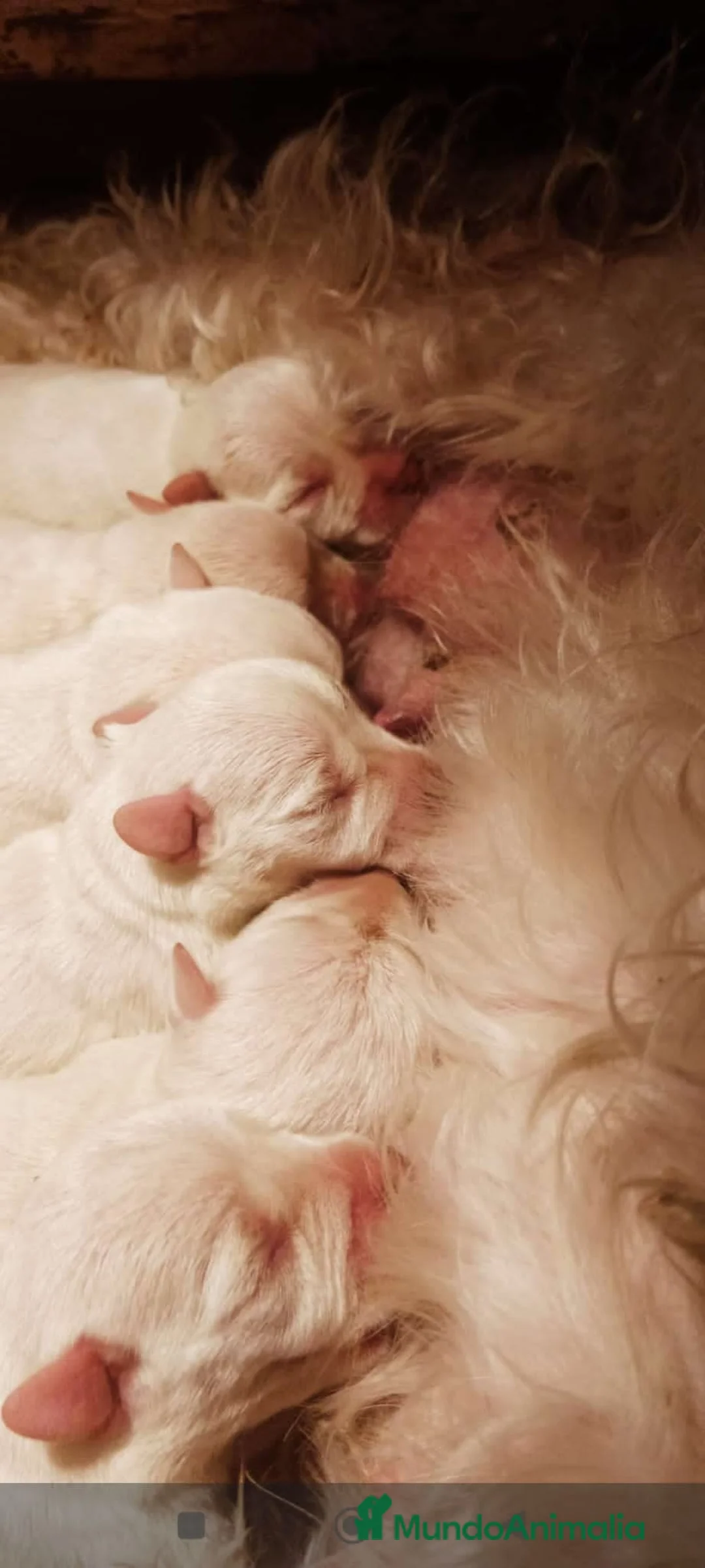 Schnauzer Miniatura perros en venta: Schnauzer miniatura color blanco  en Barcelona - Anuncio 3