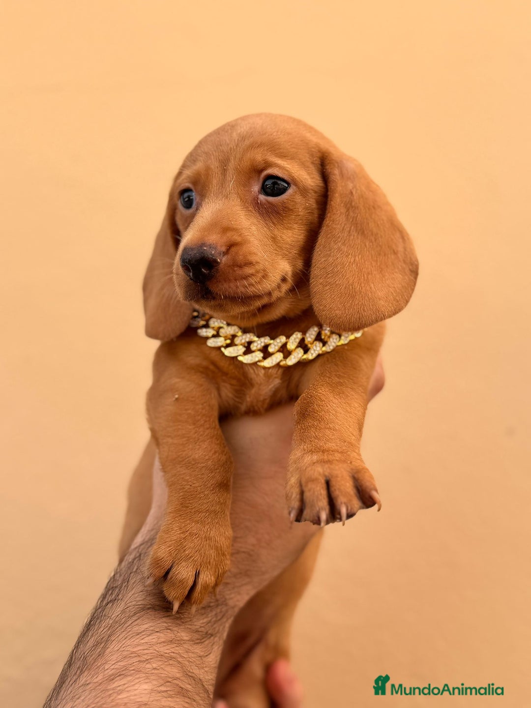 Teckel Miniatura perros en venta: TECKEL MINIATURA, VARIOS COLORES ♀️♂️ - Imagen 1
