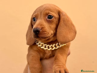 Teckel Miniatura perros - Anuncio 30