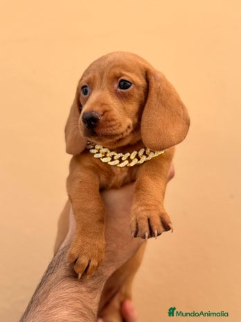 Teckel Miniatura perros - Anuncio 8