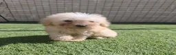 Caniche Toy perros en venta: Ultimo machito de la camada en Ávila - Anuncio 3