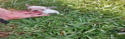 Chihuahua perros en venta: PRECIOSOS CHIHUAHUA RUSO Y ASIÁTICO  - Anuncio 17