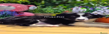 Border Collie 2