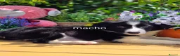 Border Collie perros en venta: Border collie - Anuncio 2