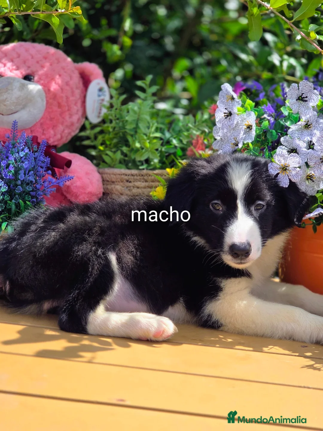 Border Collie perros en venta: Border collie - Anuncio 2