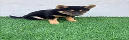 Shiba Inu perros en venta: Shiba Inu - Anuncio 24